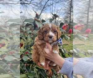 Cavapoo (Miniature) Puppy for sale in BOWDON, GA, USA