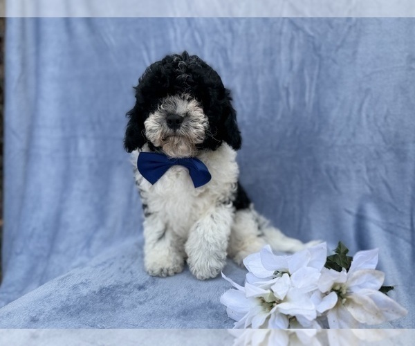 Medium Photo #1 Cavapoo (Miniature) Puppy For Sale in LAKELAND, FL, USA