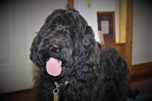 Irish Doodle Puppy for sale in LIBERTY, KY, USA