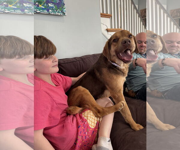 Medium Photo #2 Mutt Puppy For Sale in Doylestown, PA, USA