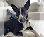 Small #1 Basenji Mix