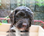 Puppy 6 Cocker Spaniel-Poodle (Miniature) Mix
