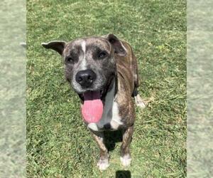 American Pit Bull Terrier-Unknown Mix Dogs for adoption in Plano, TX, USA