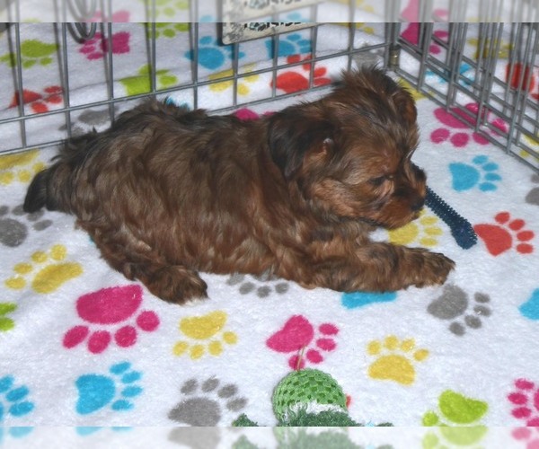 Medium Photo #7 Yorkshire Terrier Puppy For Sale in ORO VALLEY, AZ, USA