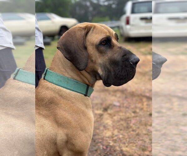 Medium Photo #11 Brazilian Mastiff-Great Dane Mix Puppy For Sale in Jasper, AL, USA