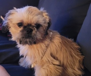 Shih Tzu Puppy for sale in SPRINGFIELD, MO, USA