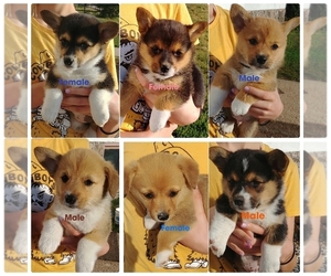 Pembroke Welsh Corgi Puppy for sale in VETERAN, WY, USA