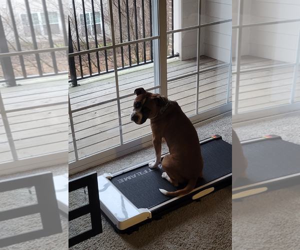 Medium Photo #18 American Staffordshire Terrier-Boxer Mix Puppy For Sale in Holly Springs, NC, USA