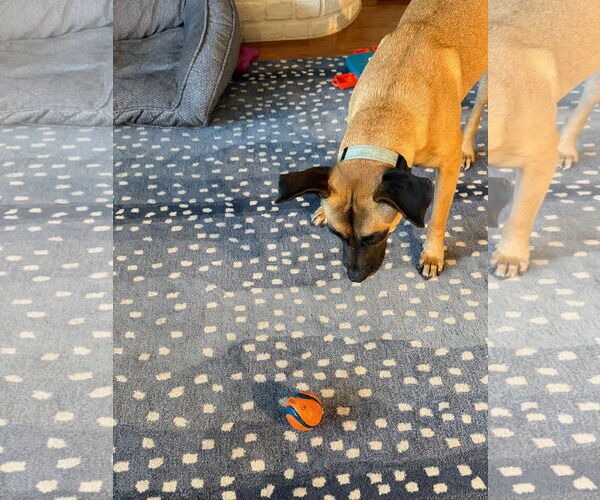 Medium Photo #3 Boxer-Unknown Mix Puppy For Sale in Stevens Point, WI, USA