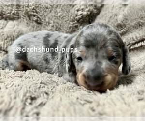 Dachshund Puppy for Sale in LONG BEACH, California USA