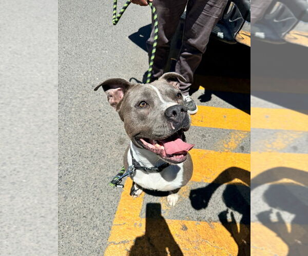 Medium Photo #16 American Staffordshire Terrier-Unknown Mix Puppy For Sale in Lake Forest, CA, USA
