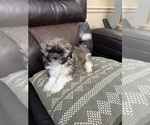 Puppy Biscuit Shih Tzu