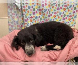 Border Collie Dogs for adoption in Modesto, CA, USA