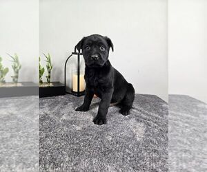 Labrador Retriever Puppy for sale in FRANKLIN, IN, USA