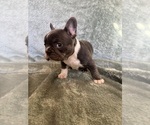 Small #4 French Bulldog