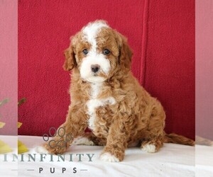 Cavapoo Puppy for sale in GORDONVILLE, PA, USA