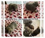 Small Photo #9 French Bulldog Puppy For Sale in CARROLLTON, TX, USA