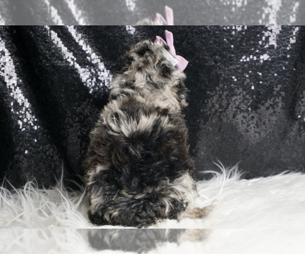 Medium Photo #6 Poodle (Miniature) Puppy For Sale in WARSAW, IN, USA