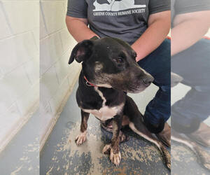 Labrador Retriever-Unknown Mix Dogs for adoption in Linton, IN, USA