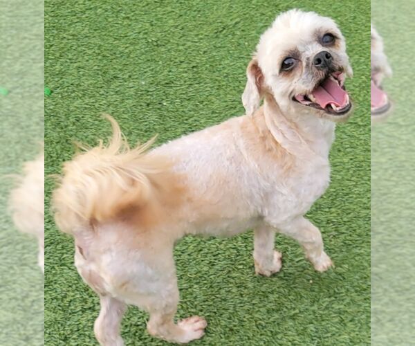Medium Photo #1 Shih Tzu Puppy For Sale in Carrollton, TX, USA