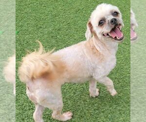 Shih Tzu Dogs for adoption in Carrollton, TX, USA