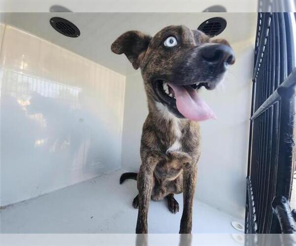 Medium Photo #1 Huskies -Plott Hound Mix Puppy For Sale in Houston, TX, USA