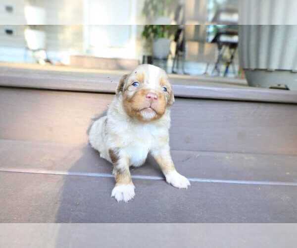 Medium Photo #47 Miniature Australian Shepherd Puppy For Sale in DAWSON, GA, USA