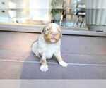 Small #11 Miniature Australian Shepherd
