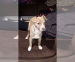 Small #3 Basenji Mix