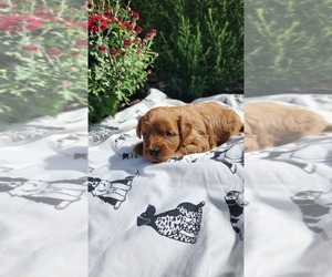Cavapoo mix (+ Poodle Miniature) Litter for sale in GREENWOOD, WI, USA