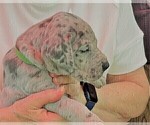 Small Photo #1 Great Dane Puppy For Sale in IDAHO FALLS, ID, USA