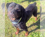 SPIKE - Male Rottweiler Dog for Adoption - Small photo