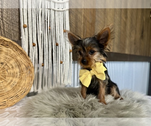 Medium Photo #3 Yorkshire Terrier Puppy For Sale in NAPPANEE, IN, USA