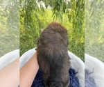Small Photo #13 Goldendoodle Puppy For Sale in CLARKSVILLE, TX, USA