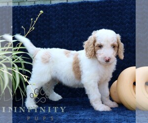 Goldendoodle Puppy for sale in NARVON, PA, USA