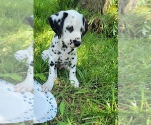 Dalmatian Puppy for sale in SMITHS CREEK, MI, USA