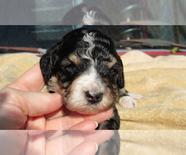 Medium Photo #2 Bernedoodle Puppy For Sale in BIG ROCK, IL, USA
