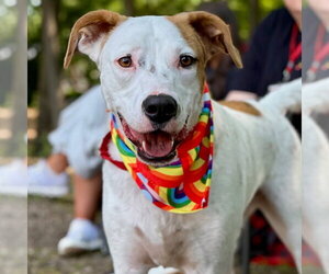 Toby - Male Mutt Dog for Adoption - Photo #14