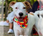 Small Photo #14 Mutt Puppy For Sale in Canton, CT, USA