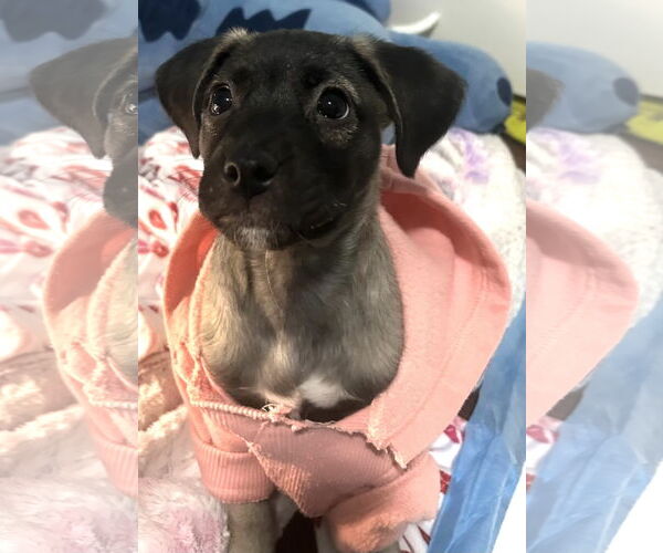 Medium Photo #1 Labrador Retriever-Unknown Mix Puppy For Sale in Jefferson, NJ, USA