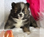 Small #4 Pomeranian