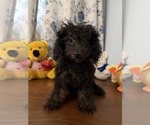 Yorkipoo puppie - Male Yorkipoo Puppy for Sale - Photo #10