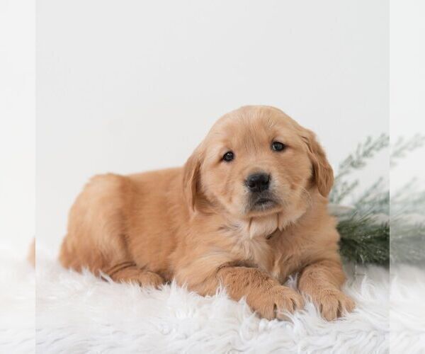 Medium Photo #4 Golden Retriever Puppy For Sale in NEWPORT, PA, USA