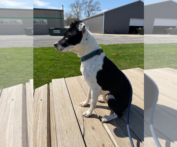 Medium Photo #4 Mutt Puppy For Sale in Pierceton , IN, USA