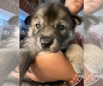 Puppy Sin Siberian Husky