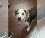 Small #3 Mutt