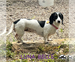 Small Photo #3 Dachshund Puppy For Sale in San Antonio, TX, USA