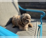 Small Photo #1 ShihPoo Puppy For Sale in CARLYLE, IL, USA