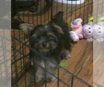 Small Photo #8 Yorkshire Terrier Puppy For Sale in NEWBURGH, IN, USA