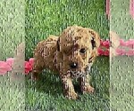Small #29 Poodle (Toy)